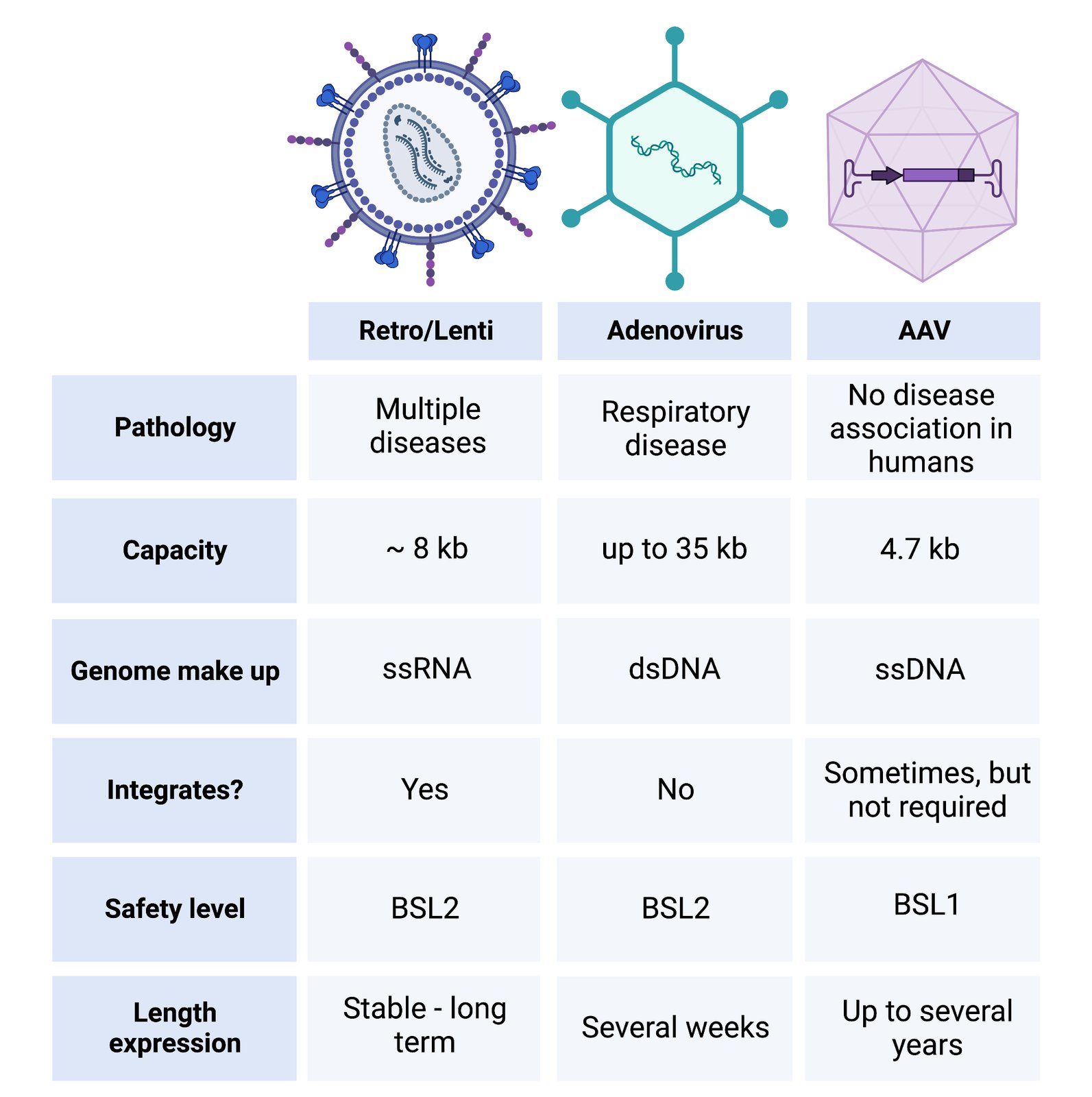 Viral Vectors 101 Types of viruses